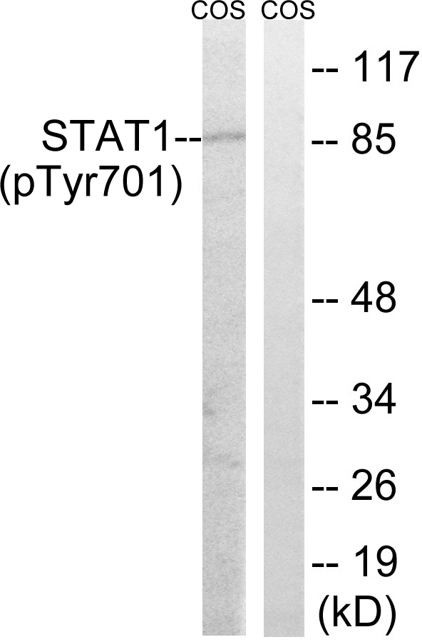 p-STAT1 (Y701) Ab