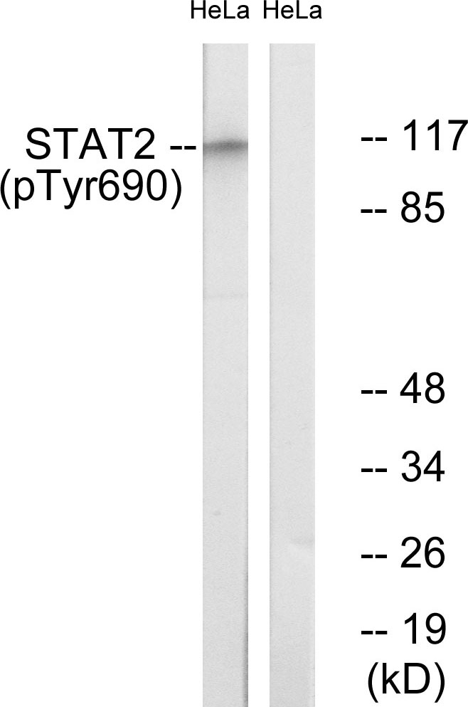 p-STAT2 (Y690) Ab