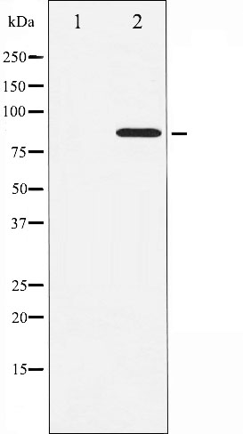 p-STAT3 (S727) Ab