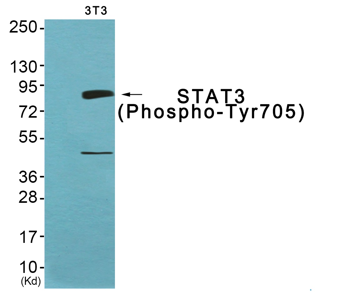 p-STAT3 (Y705) Ab