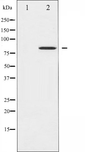 p-STAT4 (Y693) Ab