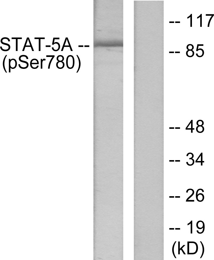 p-STAT5A (S780) Ab