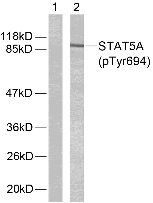 p-STAT5A/B (Y694/Y699) Ab