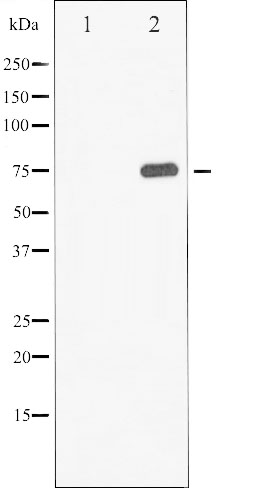 p-Synapsin I (S9) Ab