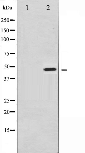 p-Synaptotagmin 1 (S309) Ab