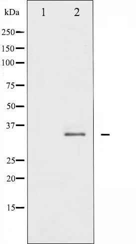 p-Syntaxin 1A (S14) Ab