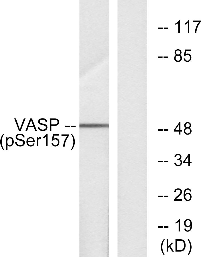 p-VASP (S157) Ab