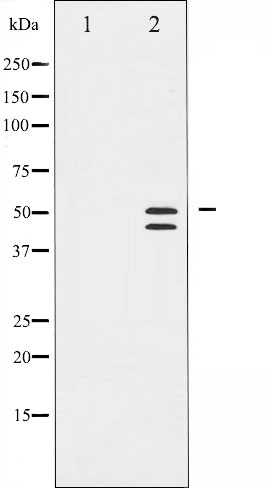 p-VASP (S238) Ab