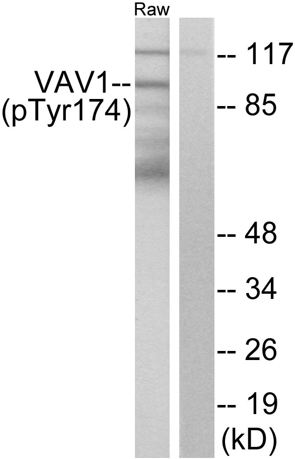 p-VAV1 (Y174) Ab