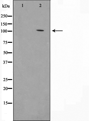 p-VAV3 (Y173) Ab