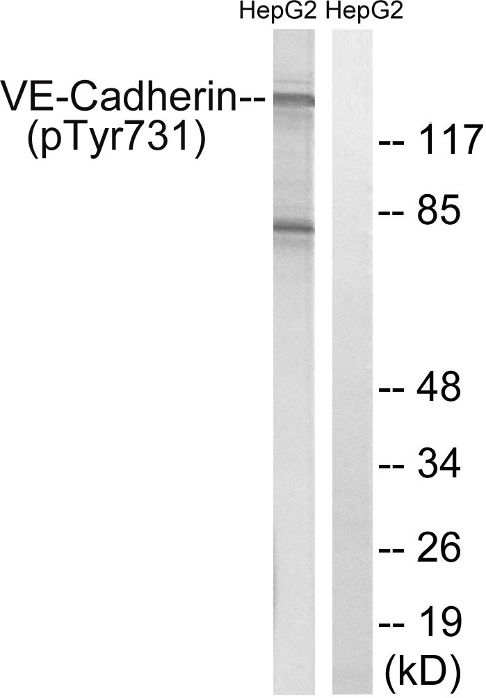 p-VE Cadherin (Y731) Ab