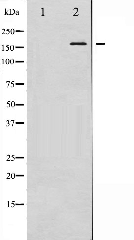 p-VEGFR 2 (Y1059) Ab