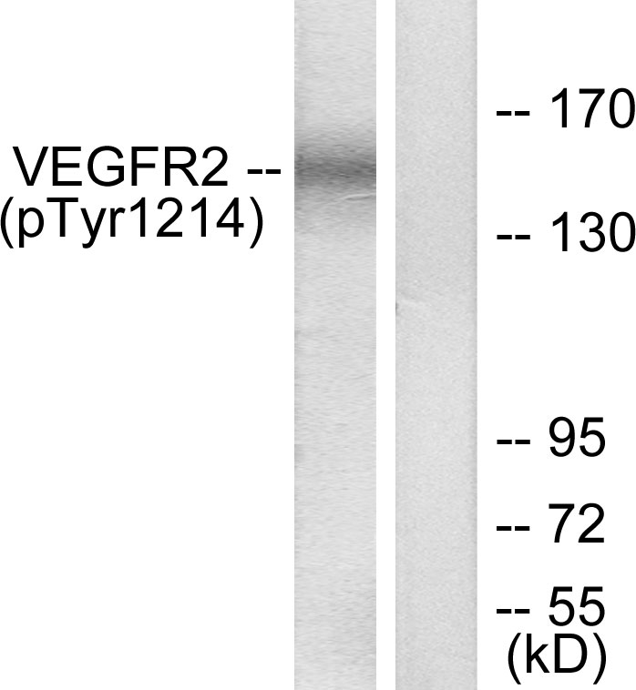 p-VEGFR 2 (Y1214) Ab