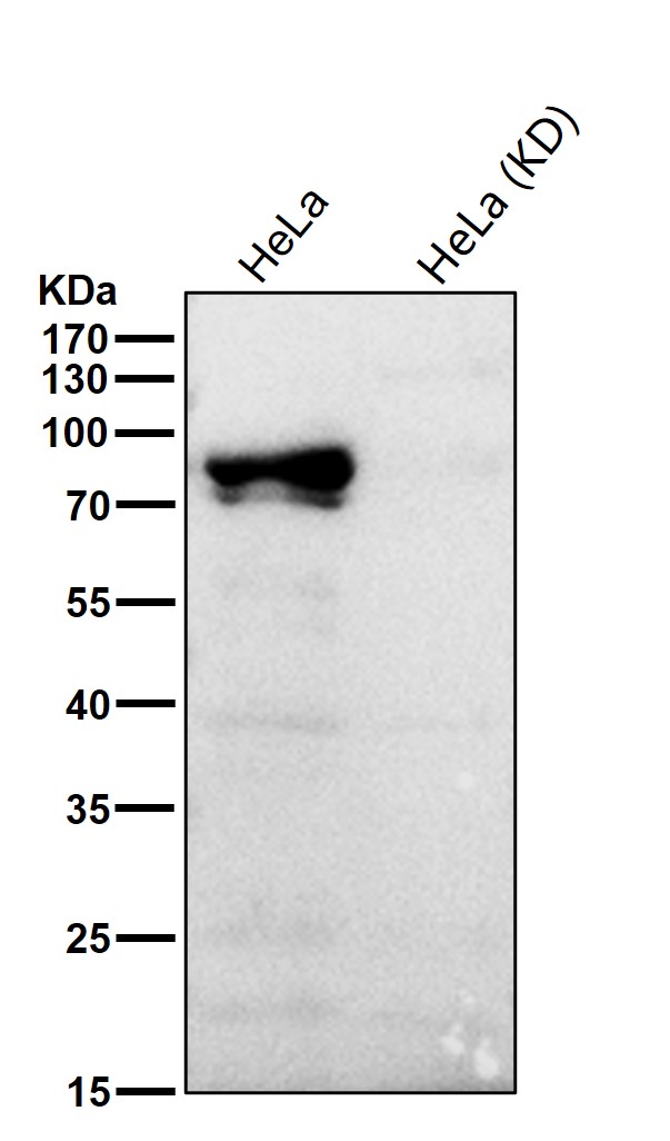 p-STAT3 (Y705) Ab