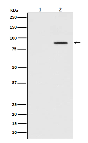 p-STAT3 (Y705) Ab