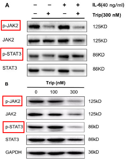 p-STAT3 (Y705) Ab