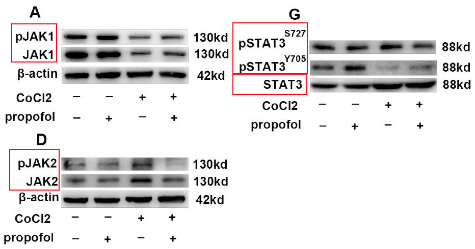 p-STAT3 (Y705) Ab