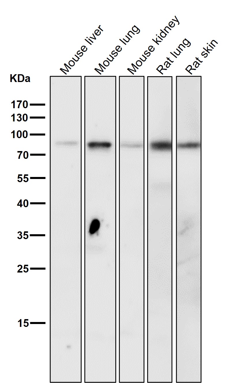 p-STAT3 (Y705) Ab