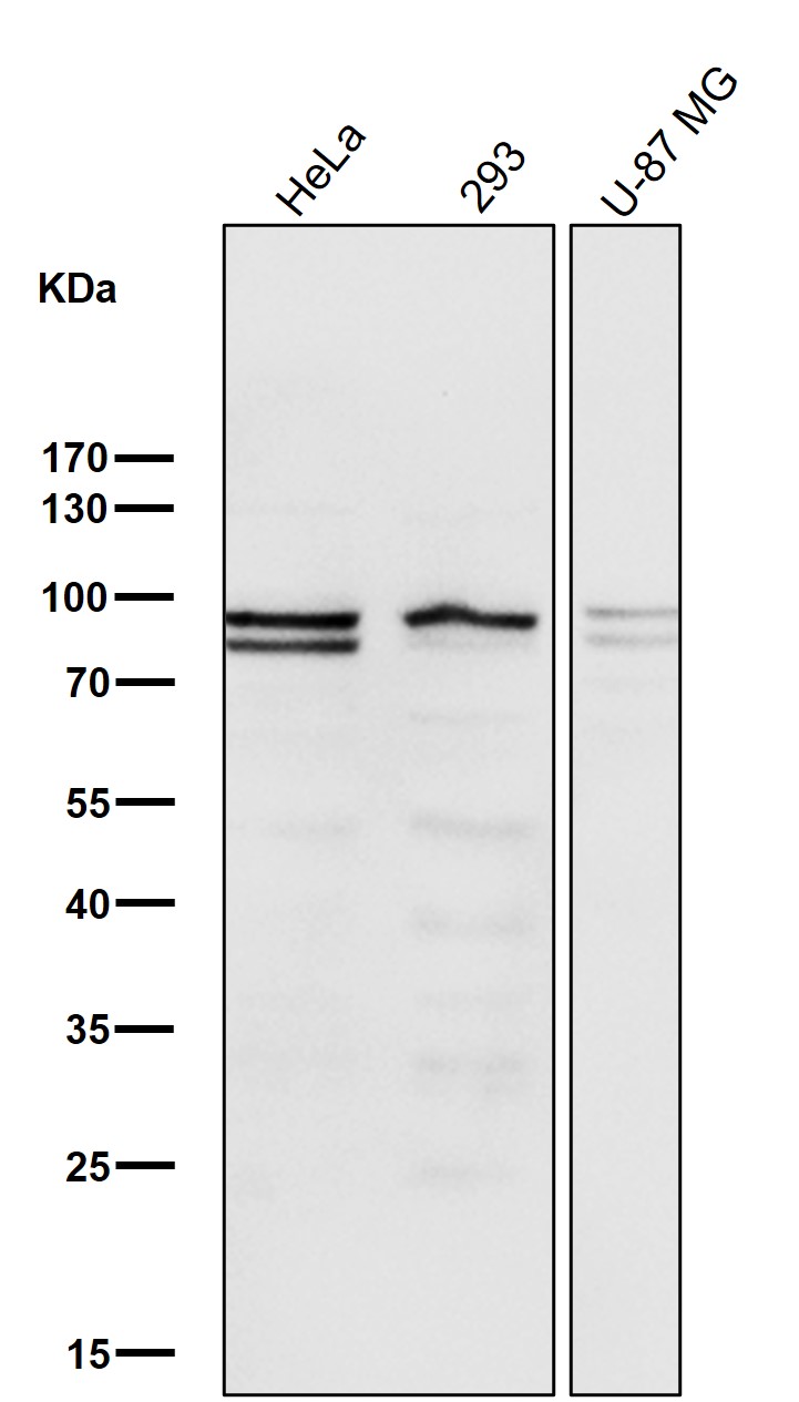 p-STAT3 (Y705) Ab