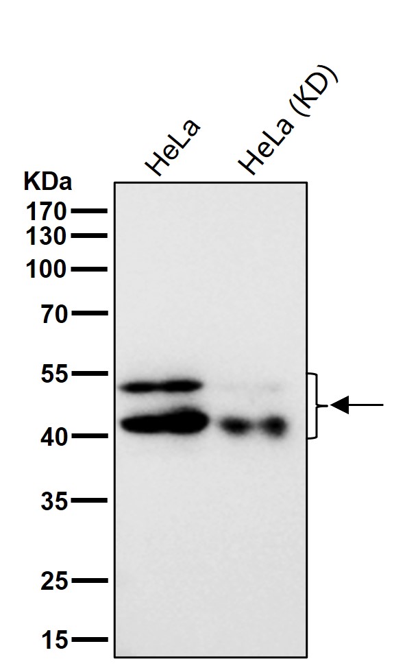 p-GSK3 alpha/beta (Y279/Y216) Ab