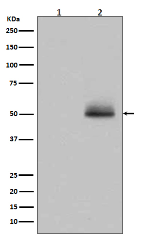 p-GSK3 alpha/beta (Y279/Y216) Ab