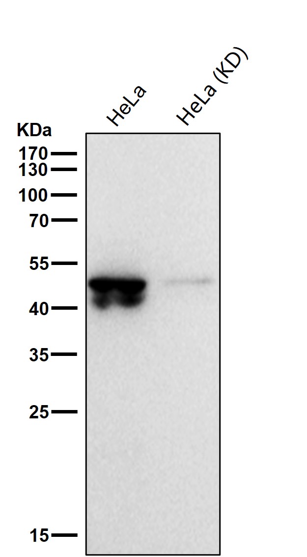 p-GSK3 beta (S9) Ab