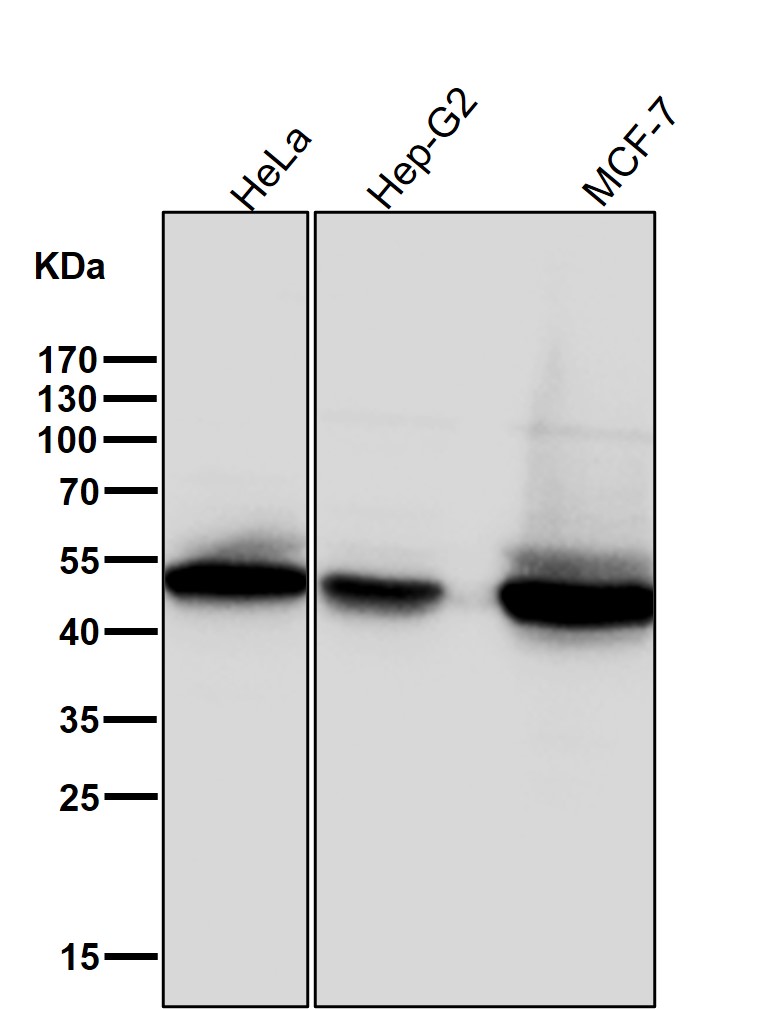 p-GSK3 beta (S9) Ab