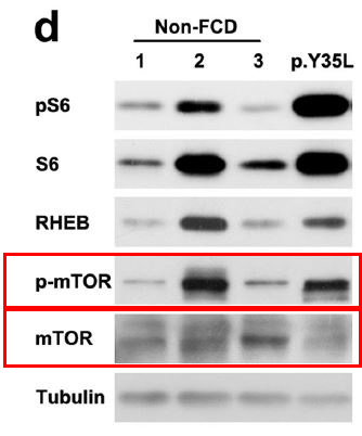 p-mTOR (S2448) Ab