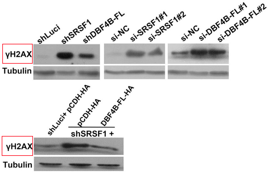 p-Histone H2A.X (S139) Ab