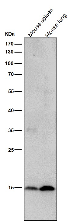 p-Histone H2A.X (S139) Ab