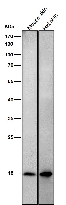 p-Histone H2A.X (S139) Ab