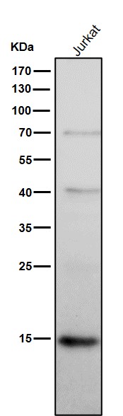 p-Histone H2A.X (S139) Ab