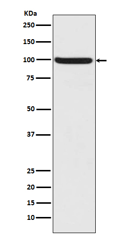 p-Nrf2 (S40) Ab