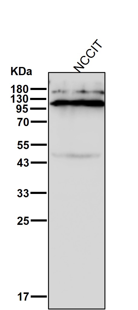 p-Nrf2 (S40) Ab