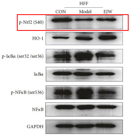 p-Nrf2 (S40) Ab