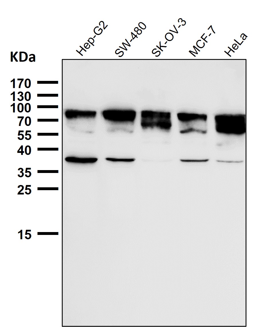 p-Nrf2 (S40) Ab