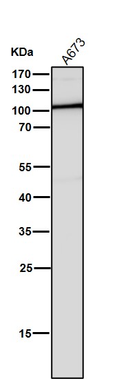 p-Nrf2 (S40) Ab