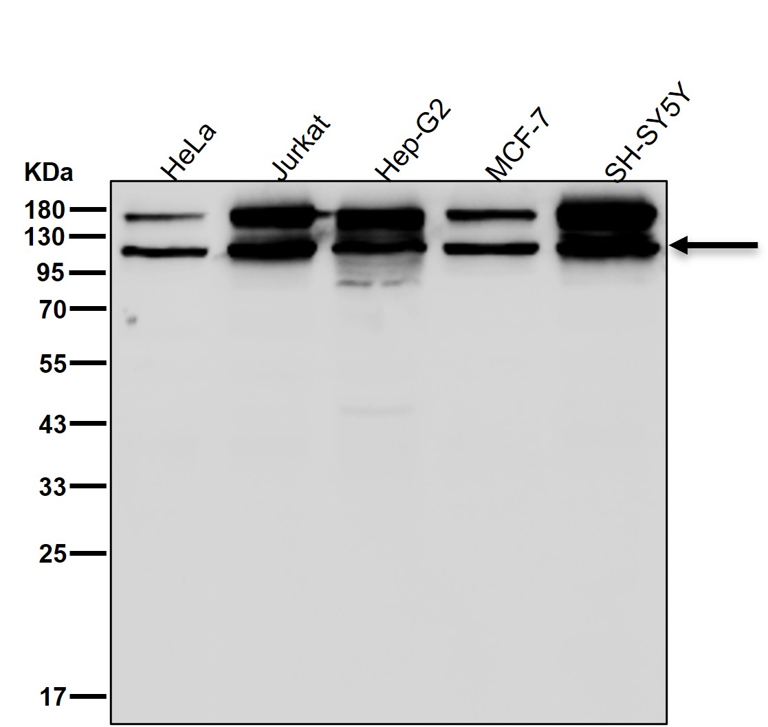 p-Nrf2 (S40) Ab