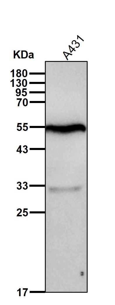 p-IRF3 (S386) Ab