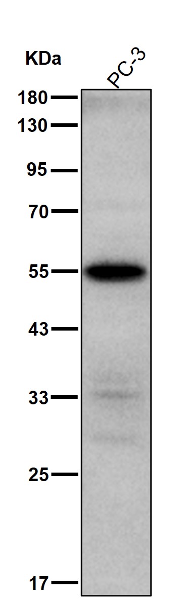 p-IRF3 (S386) Ab