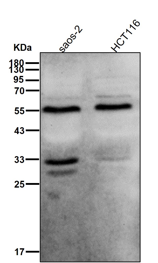 p-IRF3 (S386) Ab