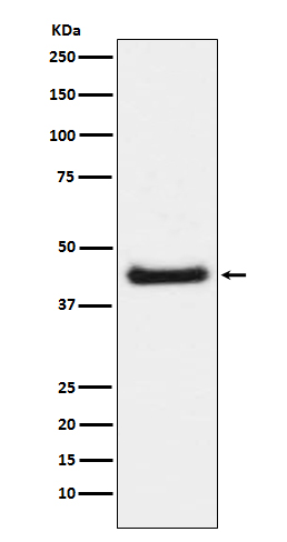 p-c Jun (S63) Ab