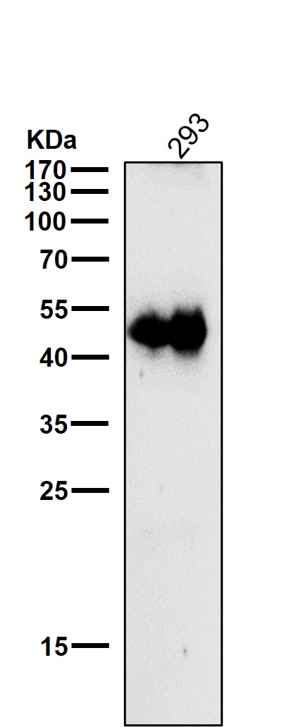 p-c Jun (S63) Ab