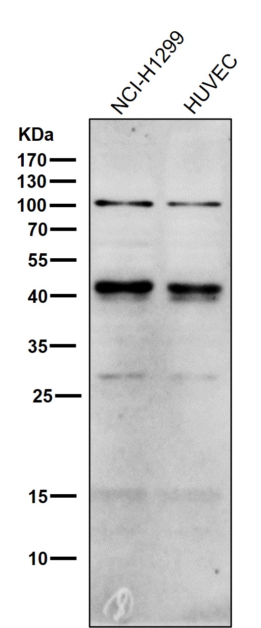 p-c Jun (S63) Ab