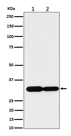 Caspase 6 Ab