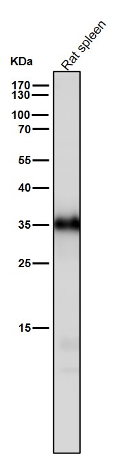 Caspase 6 Ab