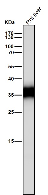 Caspase 6 Ab