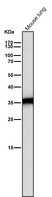 Caspase 6 Ab