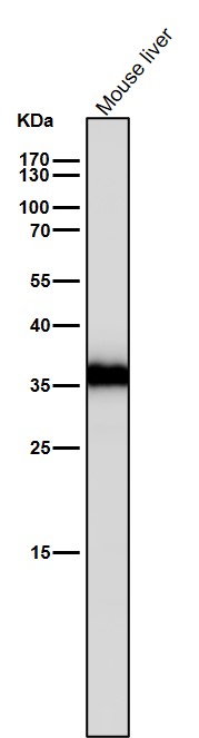 Caspase 6 Ab