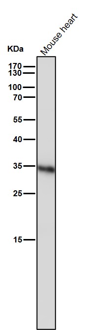 Caspase 6 Ab